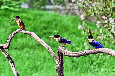 迪士尼动画风格恐怖游戏《再见甜蜜卡罗尔》公布